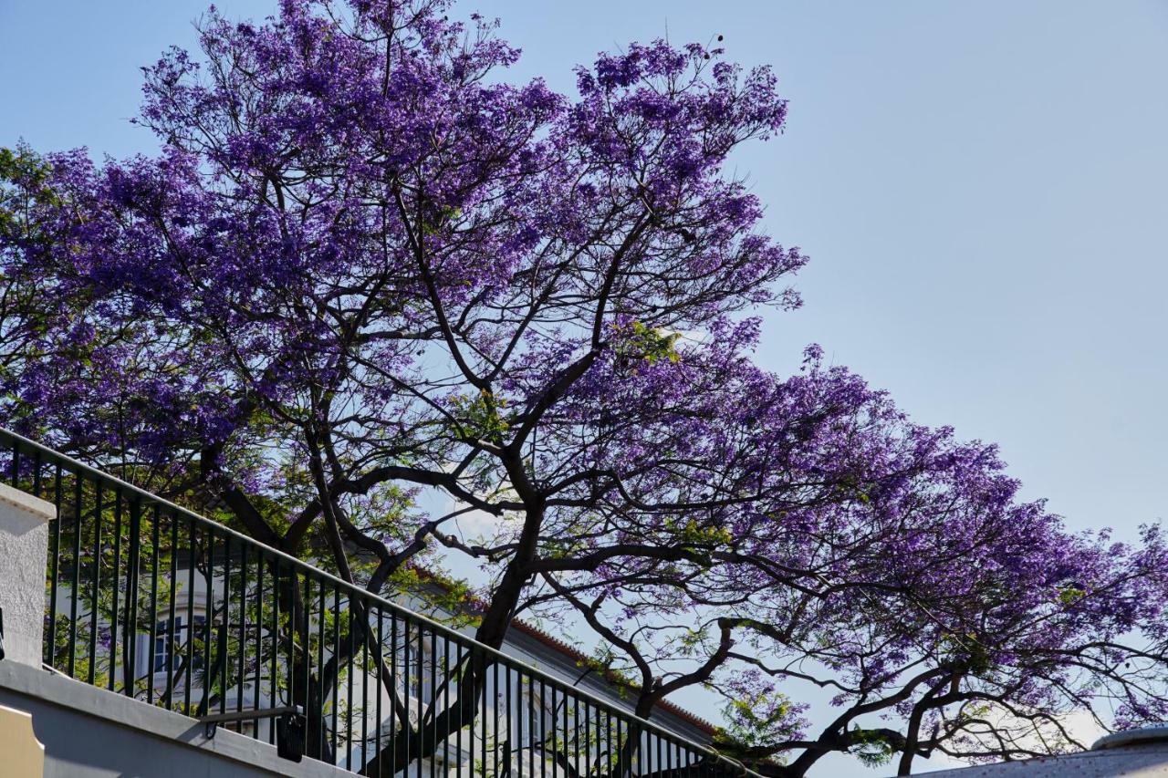 Pimenta Funchal Downtown Apartment Exterior photo